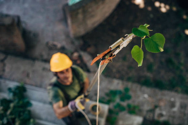 Best Tree Risk Assessment  in Emerald Bay, TX