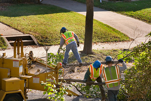 Best Emergency Tree Removal  in Emerald Bay, TX