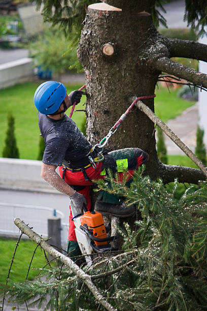 Best Hazardous Tree Removal  in Emerald Bay, TX