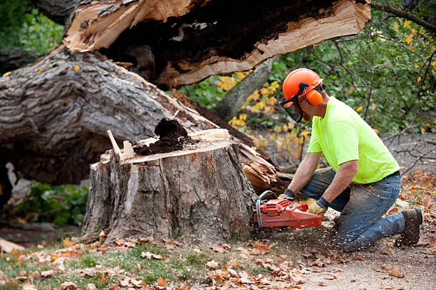 Best Arborist Consultation Services  in Emerald Bay, TX