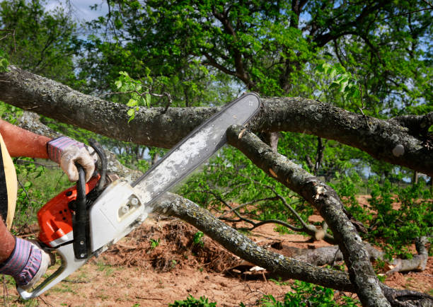 How Our Tree Care Process Works  in  Emerald Bay, TX